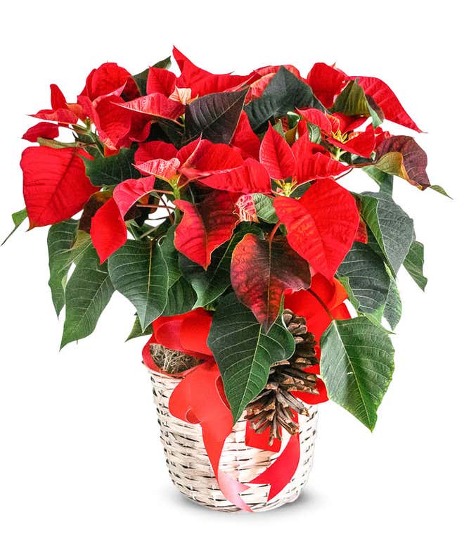 Pristine Poinsettia