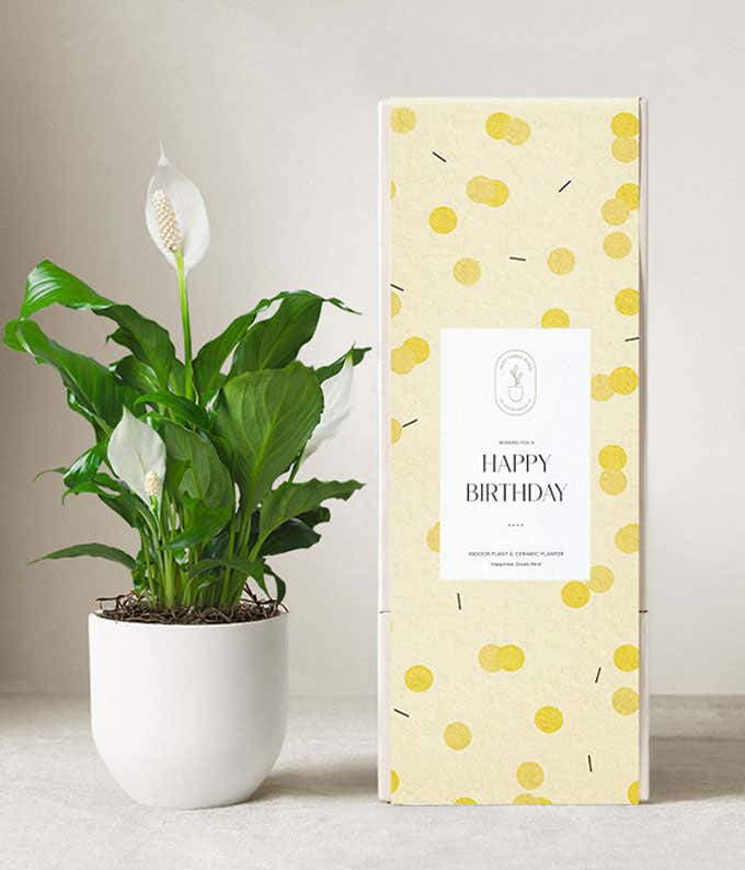 Lula's Garden ® Birthday Peace Lily Plant 