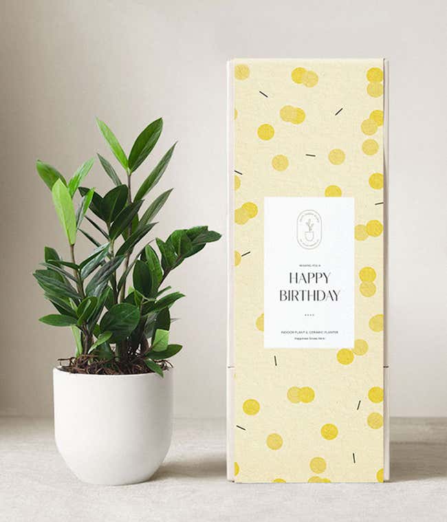 Lula's Garden &reg; Birthday ZZ Plant 